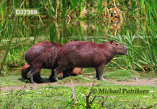 Capybara (Hydrochoerus hydrochaeris)